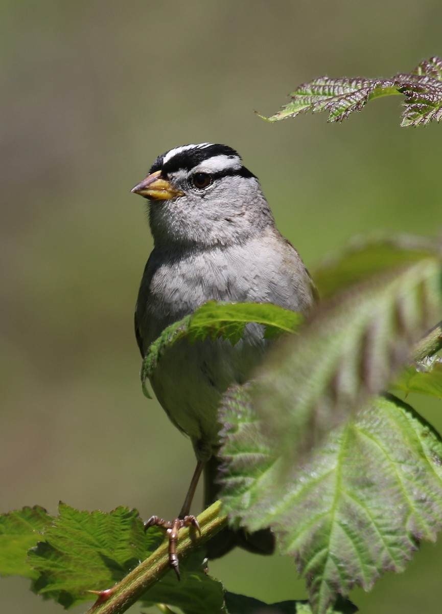 White-crowned Sparrow - Bradley Waggoner