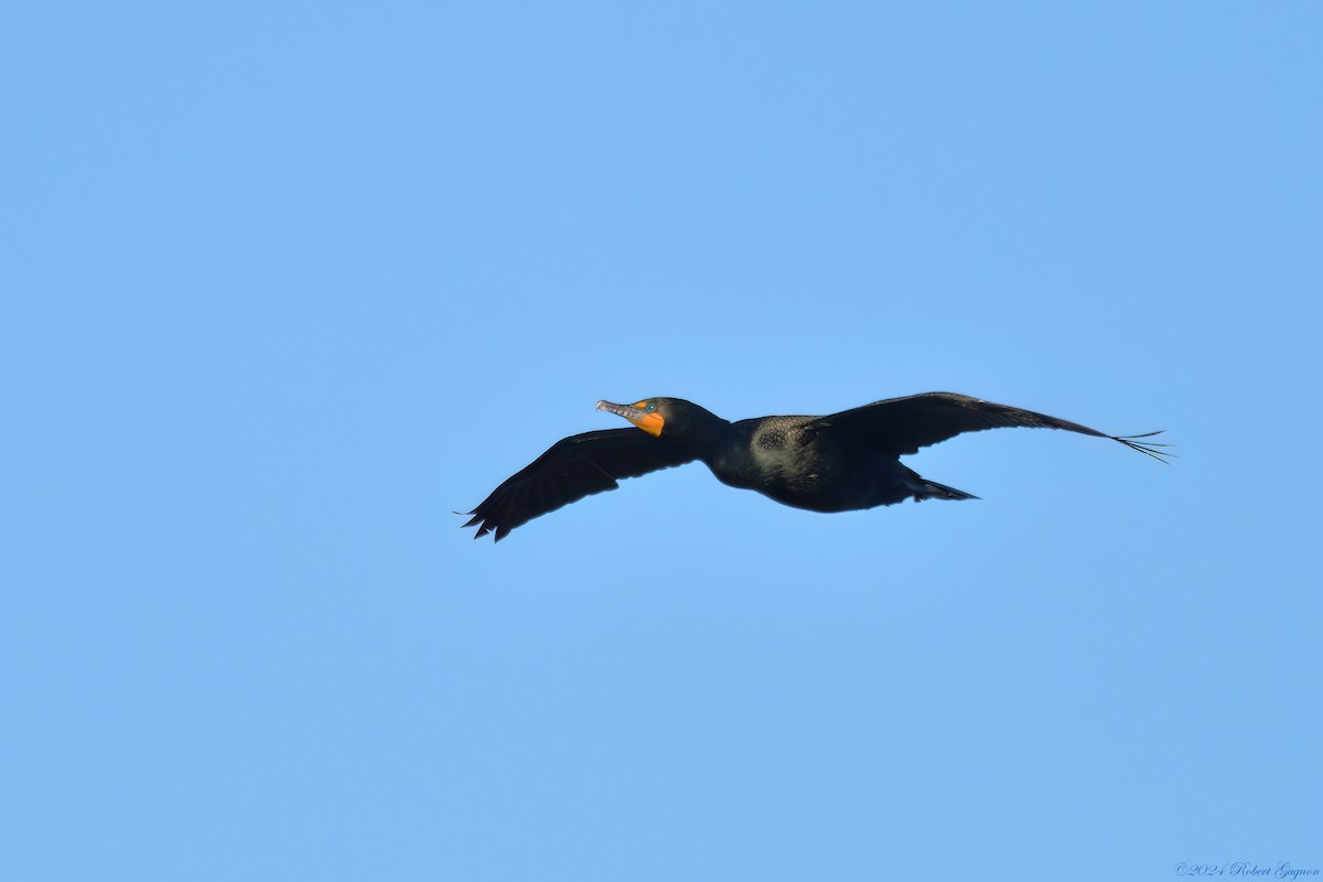 Double-crested Cormorant - Robert Gagnon