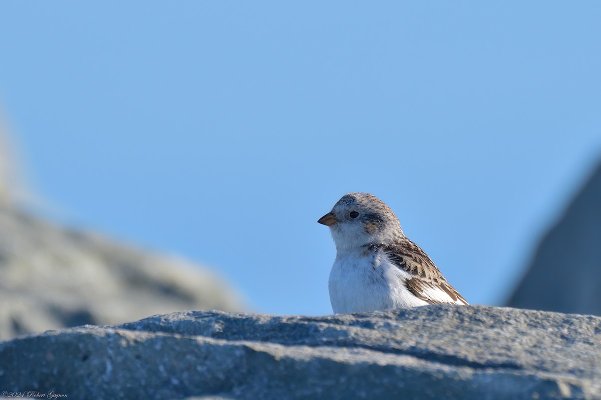 Snow Bunting - Robert Gagnon