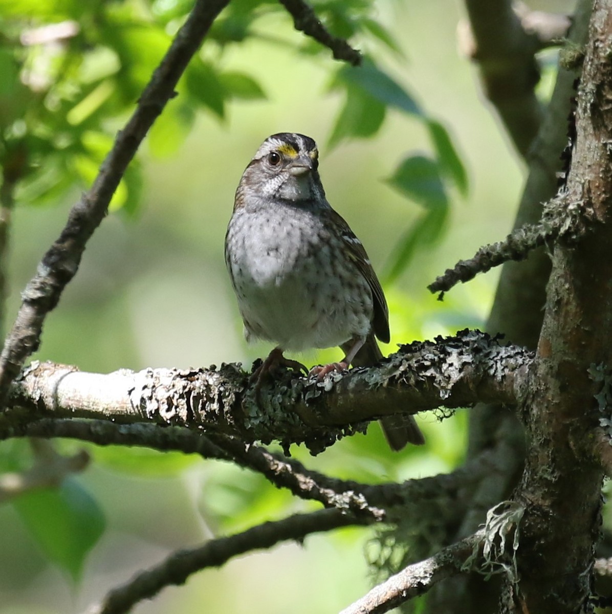 White-throated Sparrow - Bradley Waggoner