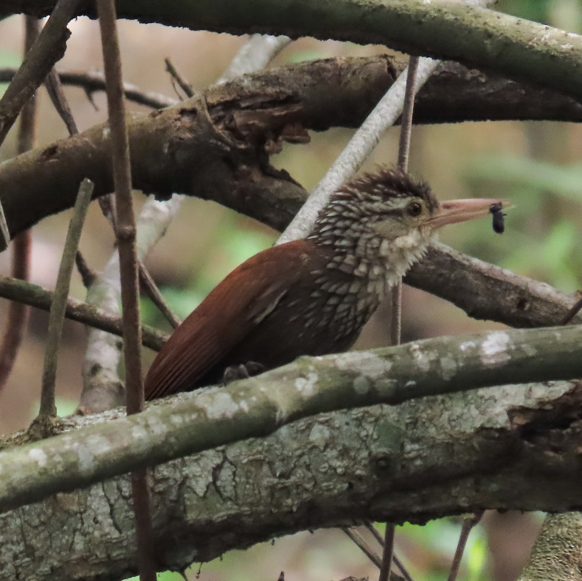 Straight-billed Woodcreeper - Israel Toloza Pérez