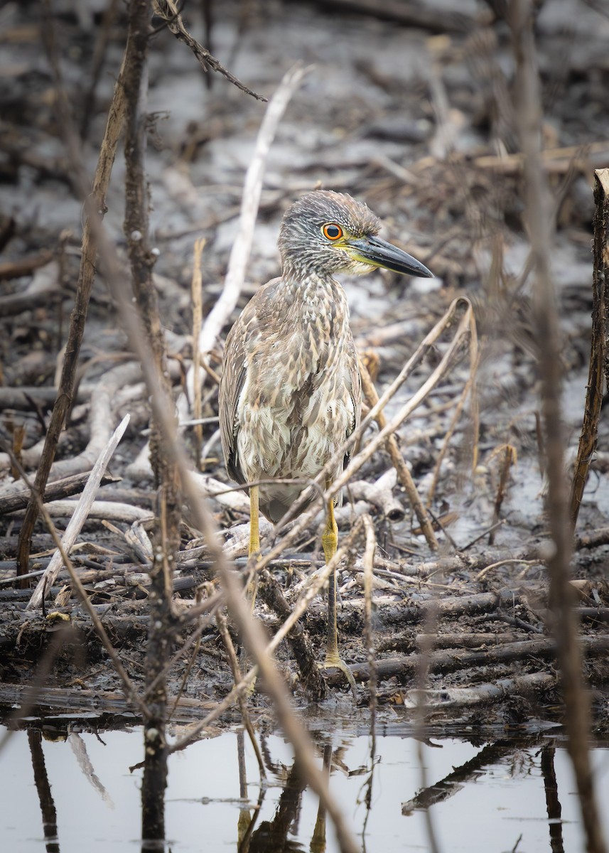 Yellow-crowned Night Heron - Ryan Anderson