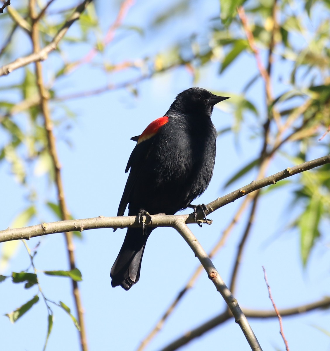 Red-winged Blackbird - Bradley Waggoner