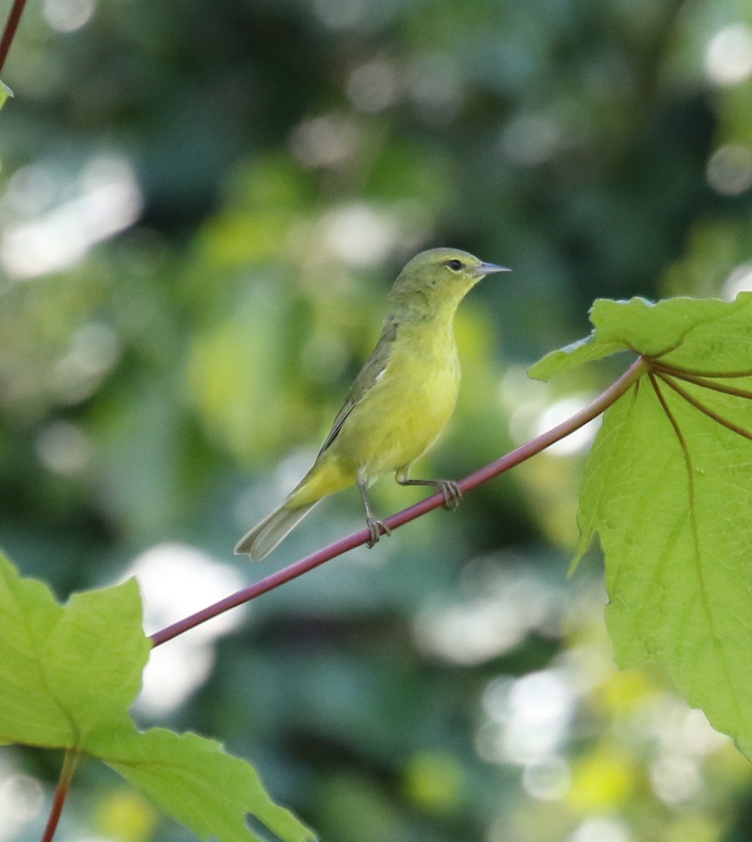 Orange-crowned Warbler - Bradley Waggoner