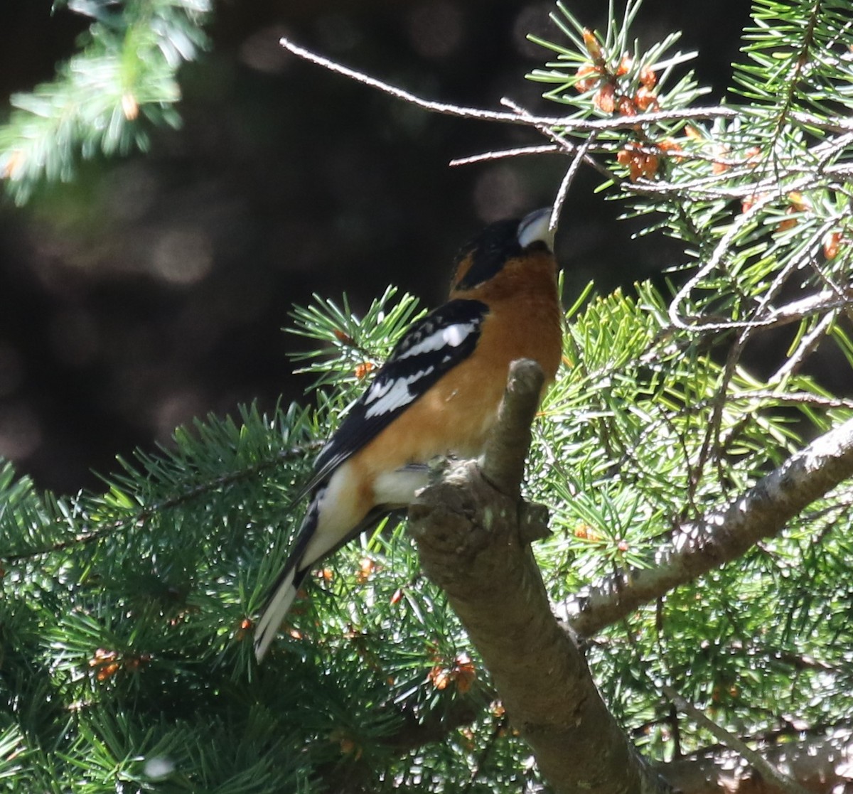 Black-headed Grosbeak - Bradley Waggoner