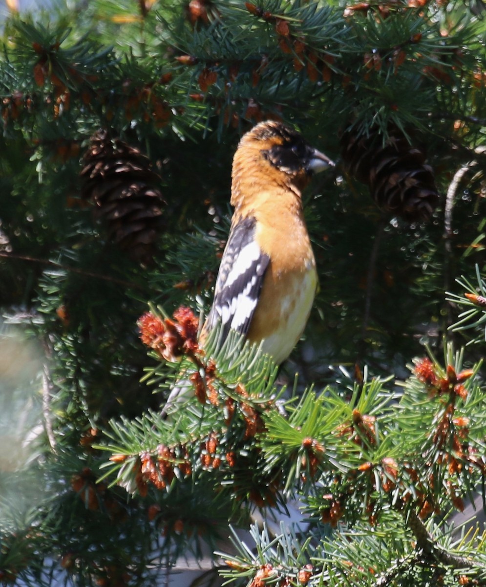 Black-headed Grosbeak - Bradley Waggoner