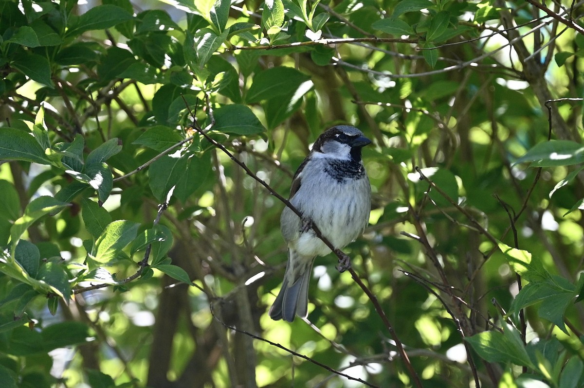 House Sparrow - julie desrosiers
