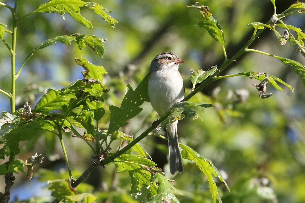 Clay-colored Sparrow - ML618889548