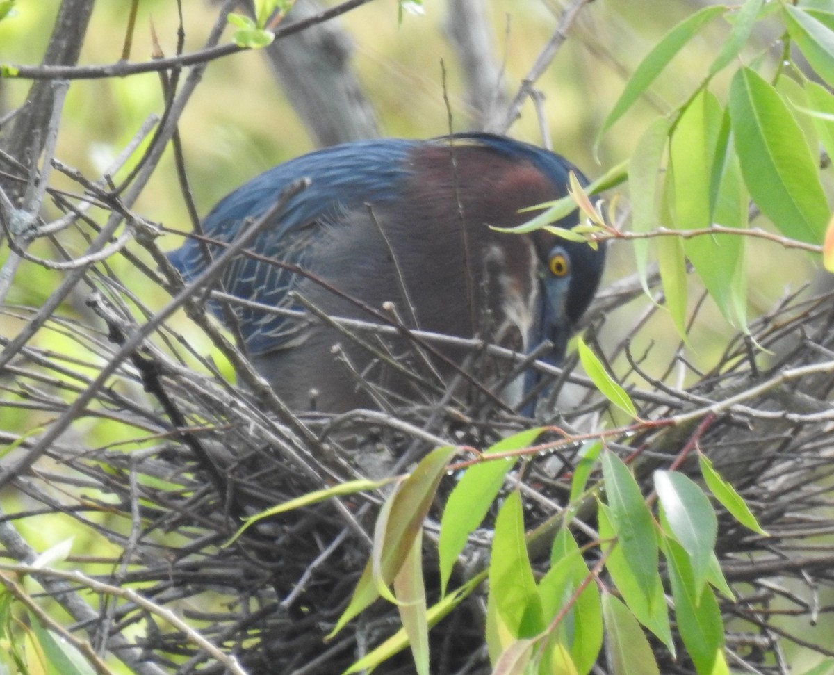 Green Heron - Harry Colestock