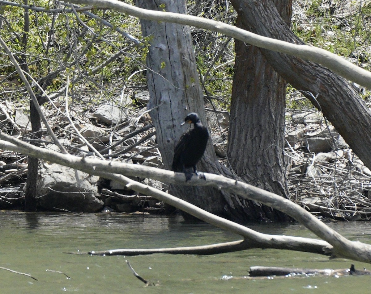 Double-crested Cormorant - Taylor Abbott