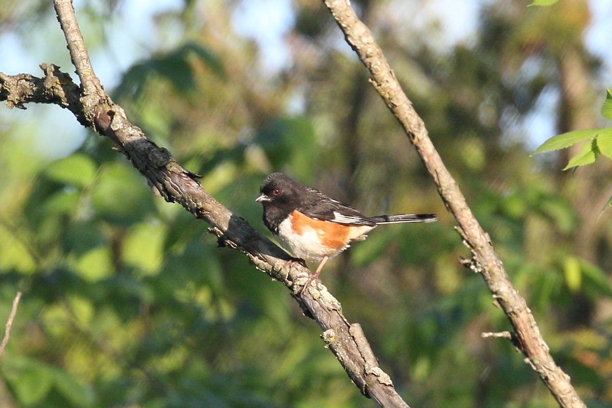 Eastern Towhee - Tom Stayancho