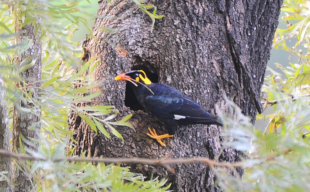 Southern Hill Myna - JOE M RAJA