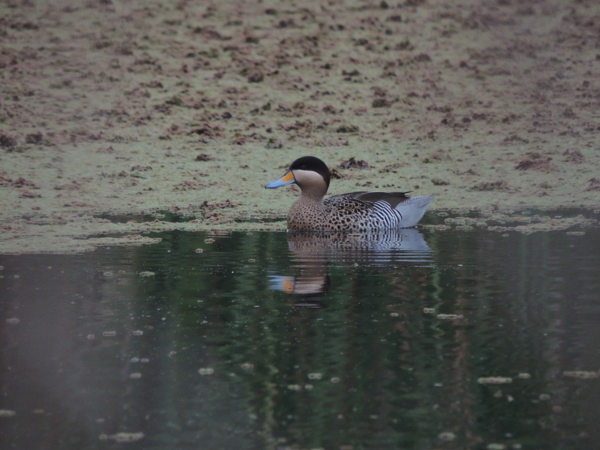 Silver Teal - Nazareno Yunes Del Carlo