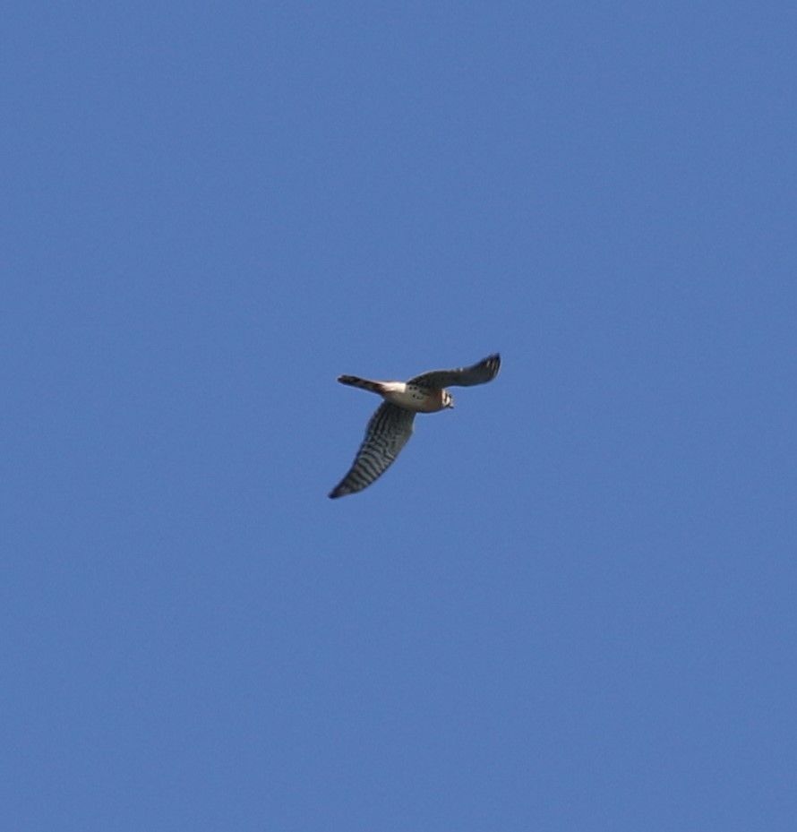 American Kestrel - Bradley Waggoner