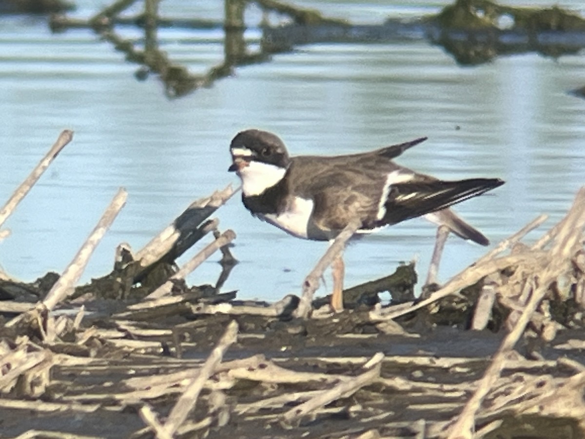 Semipalmated Plover - Eric Heisey