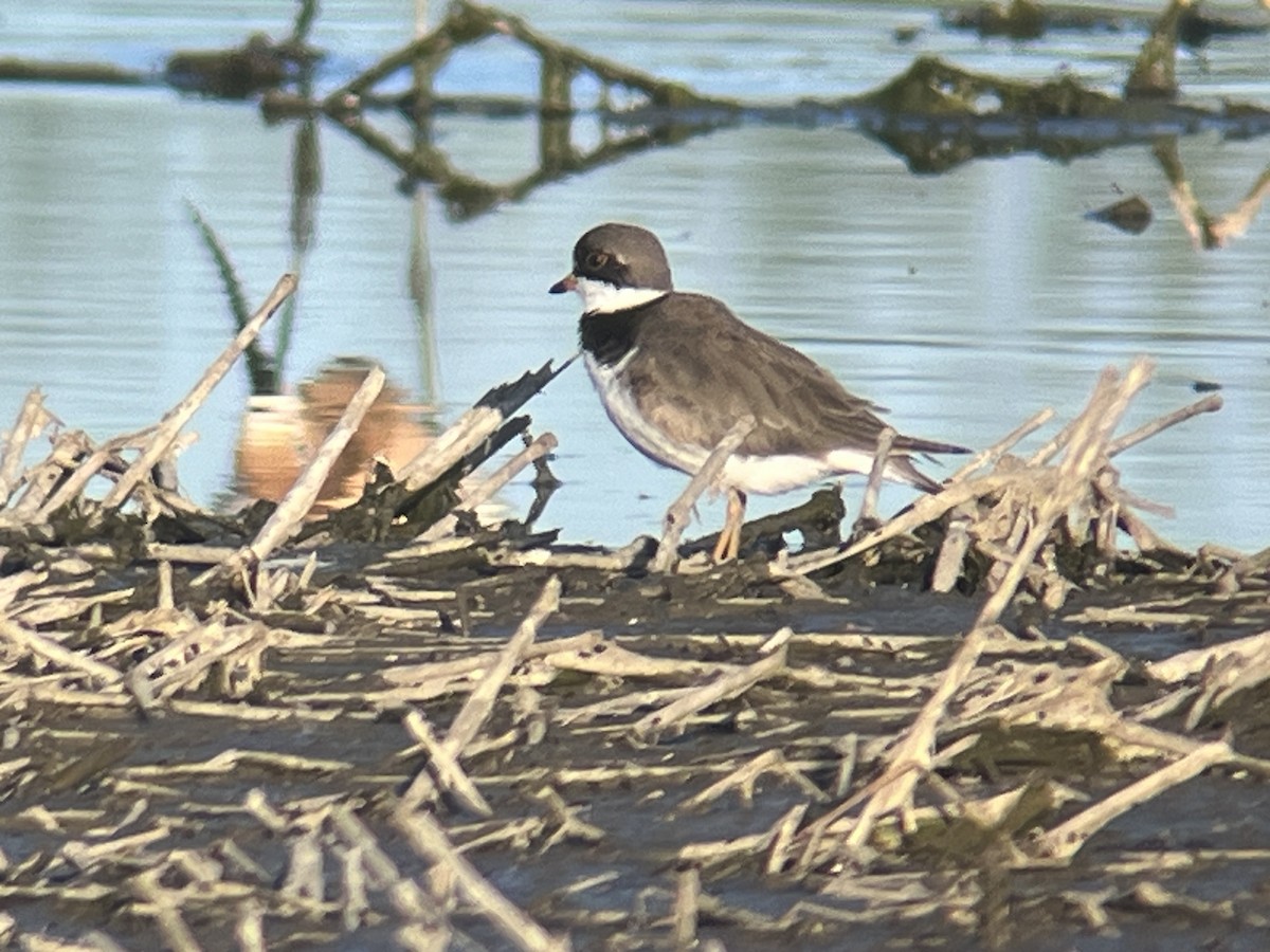 Semipalmated Plover - Eric Heisey