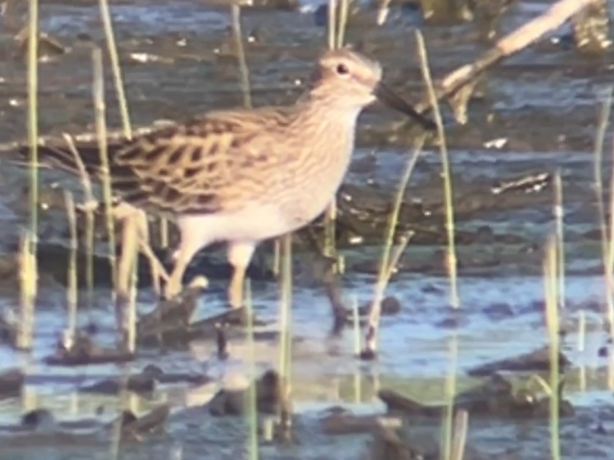 Pectoral Sandpiper - Eric Heisey