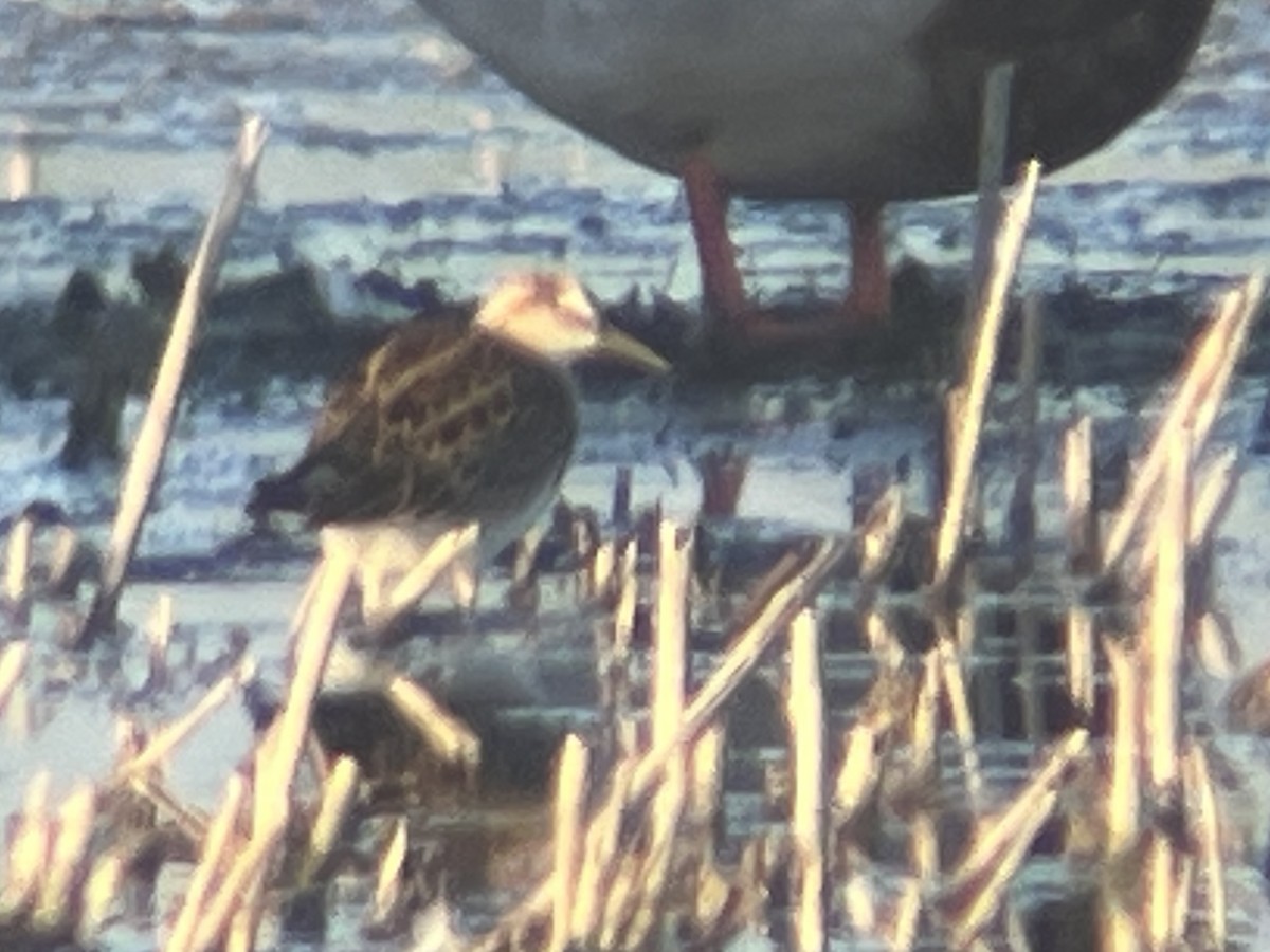 Pectoral Sandpiper - Eric Heisey