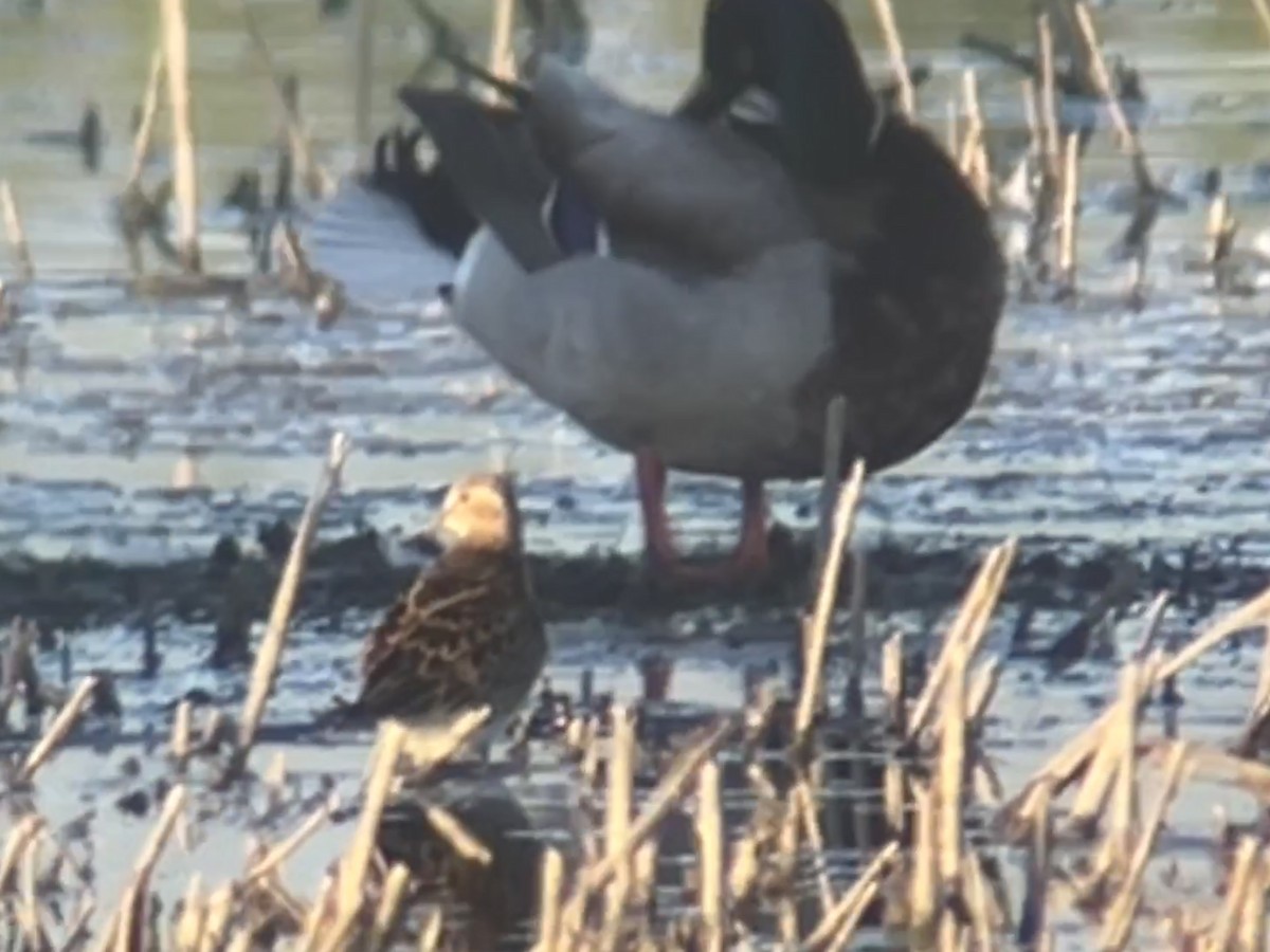 Pectoral Sandpiper - Eric Heisey