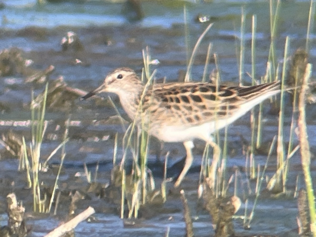 Pectoral Sandpiper - Eric Heisey