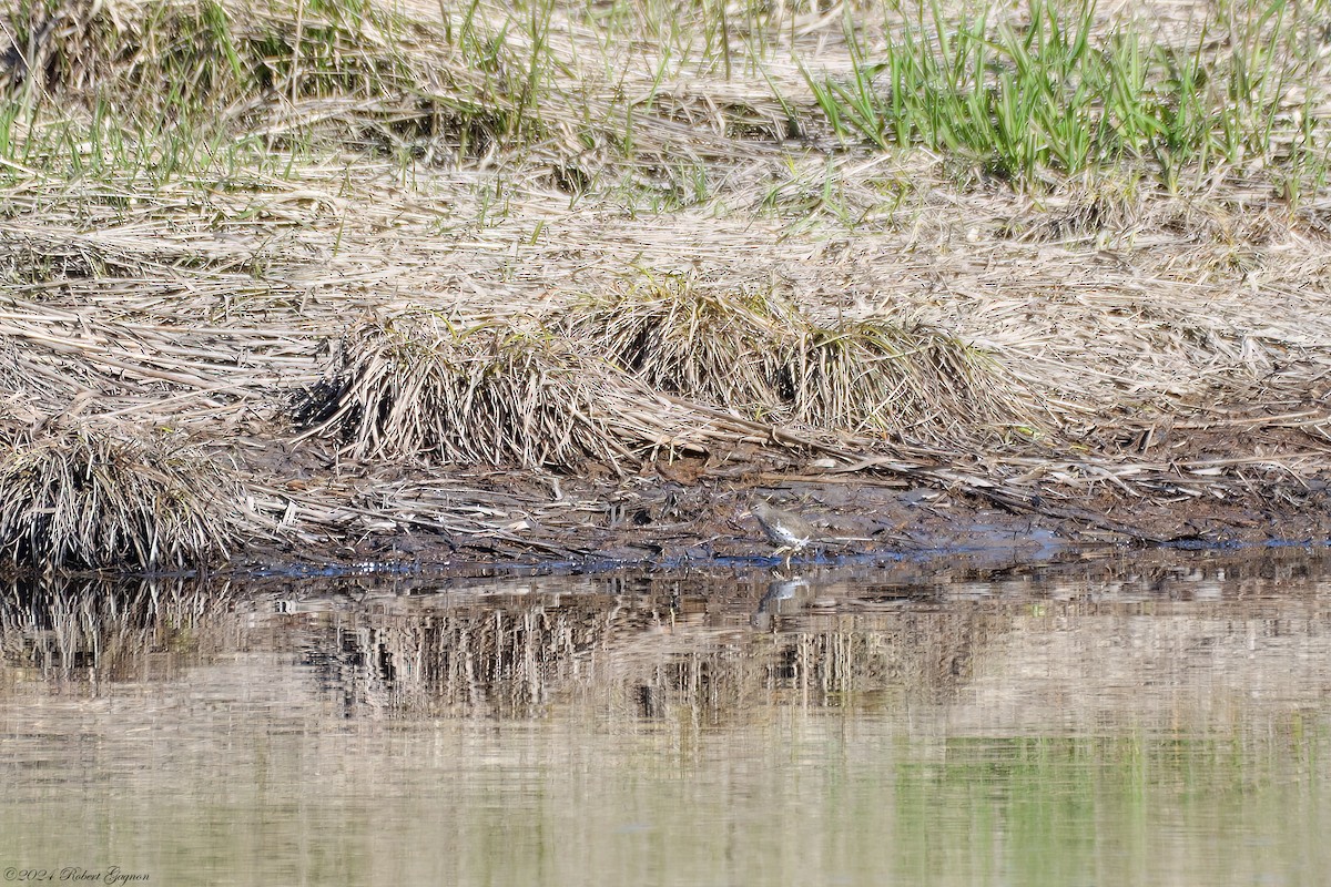 Spotted Sandpiper - Robert Gagnon