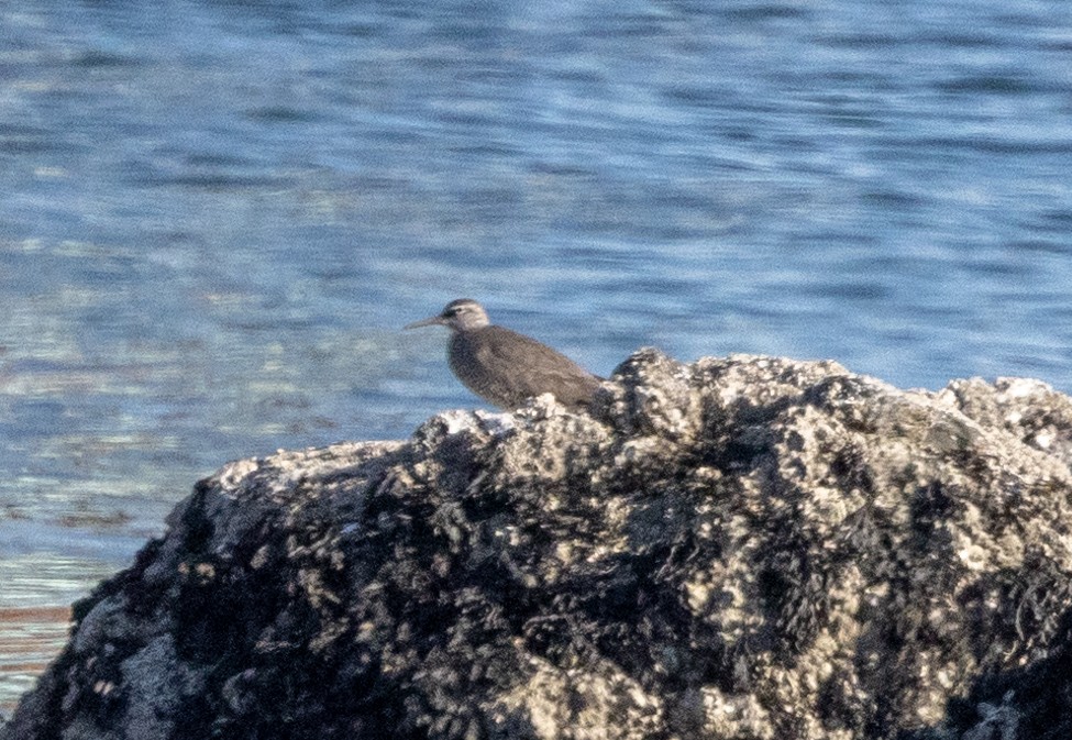 Wandering Tattler - Greg Harrington