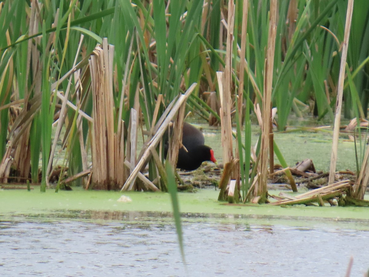 Common Gallinule - ML618889657