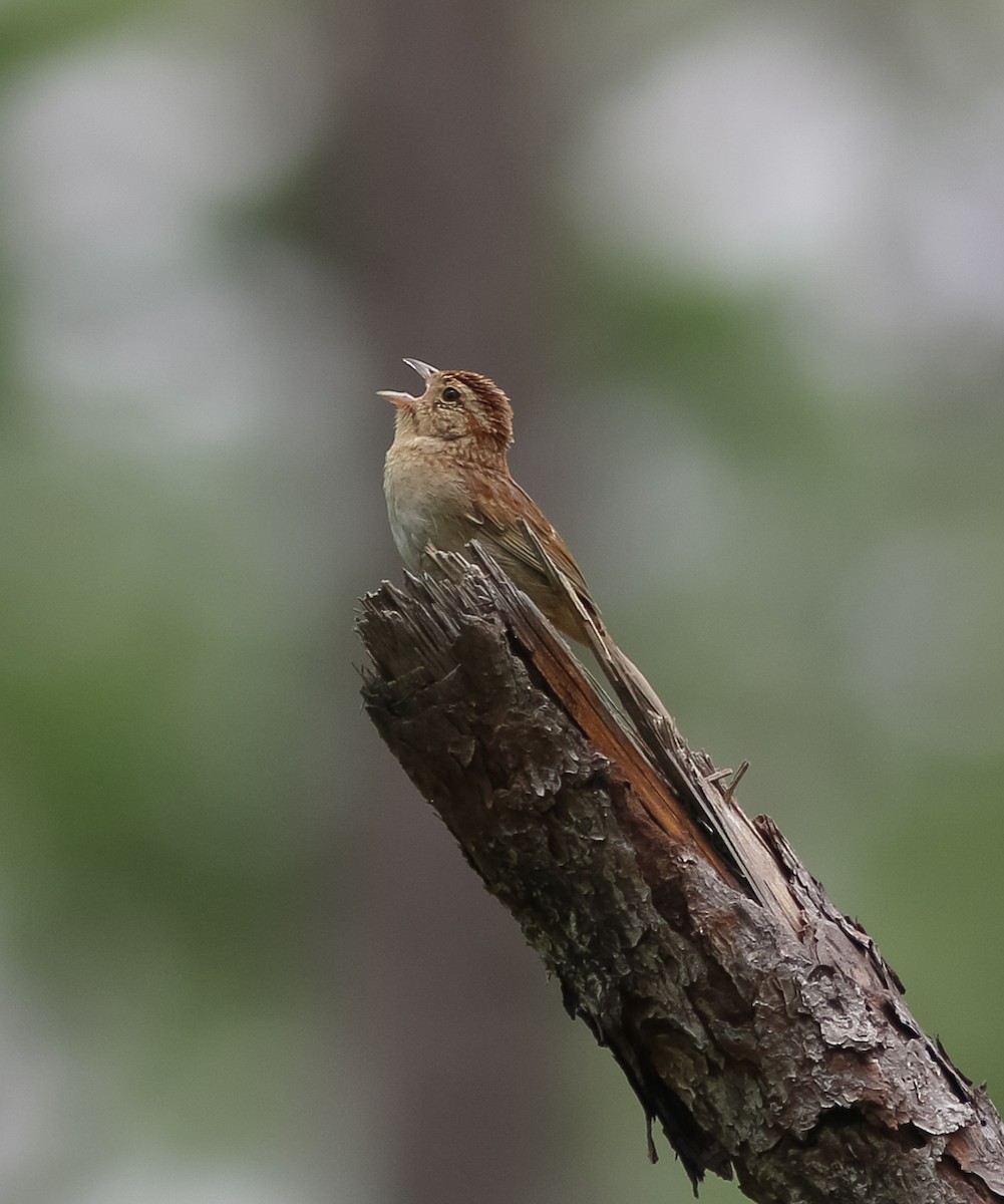 Bachman's Sparrow - Lewis Grove