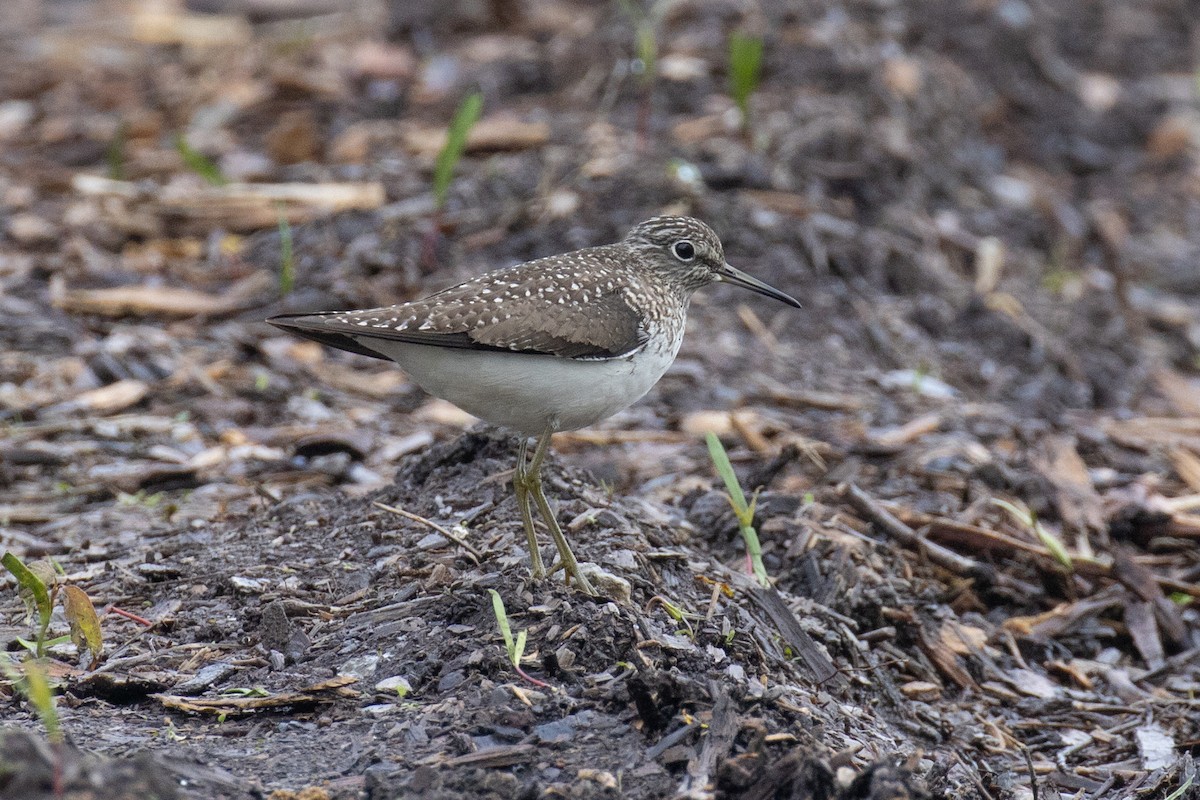 Solitary Sandpiper - Christine Mason