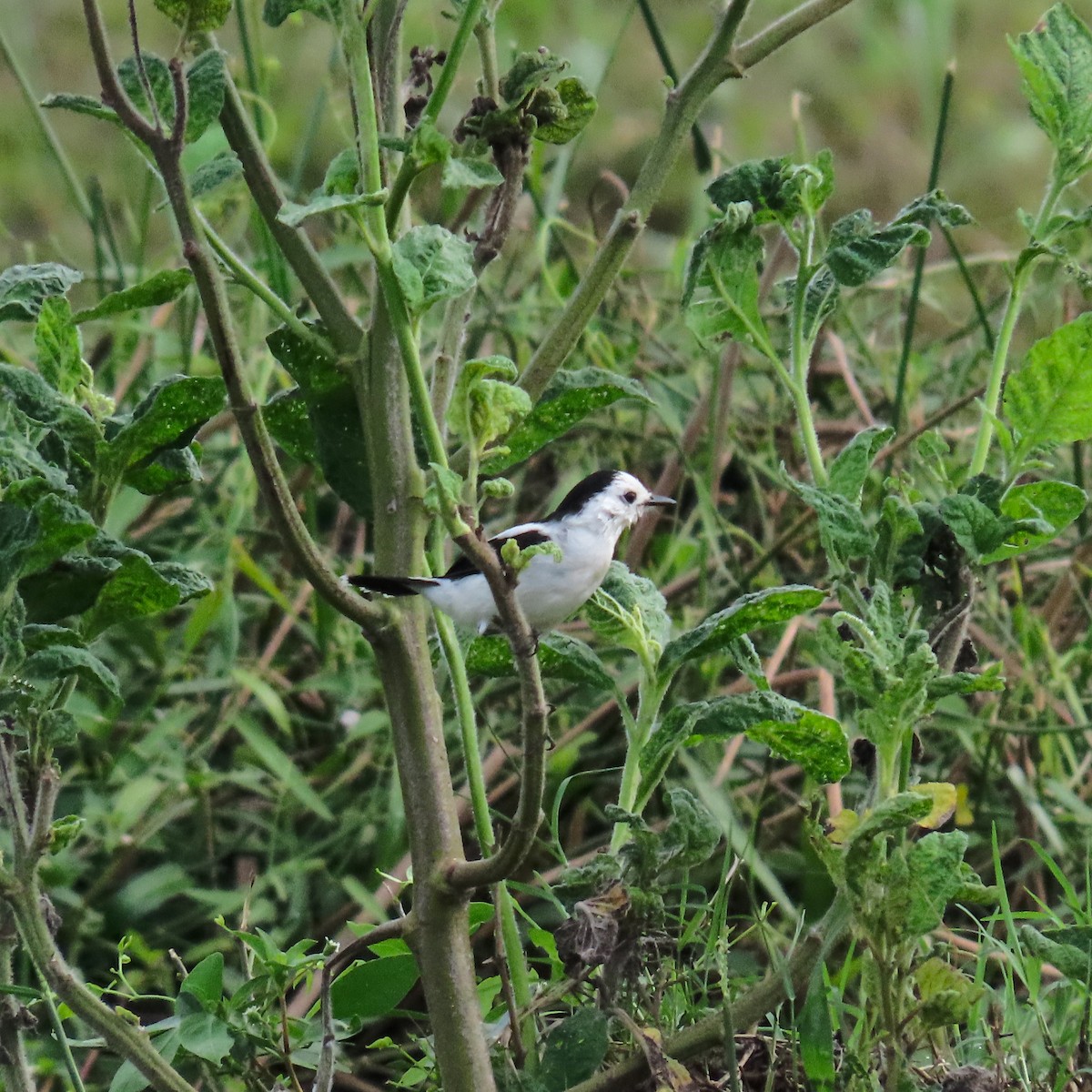 Pied Water-Tyrant - Israel Toloza Pérez