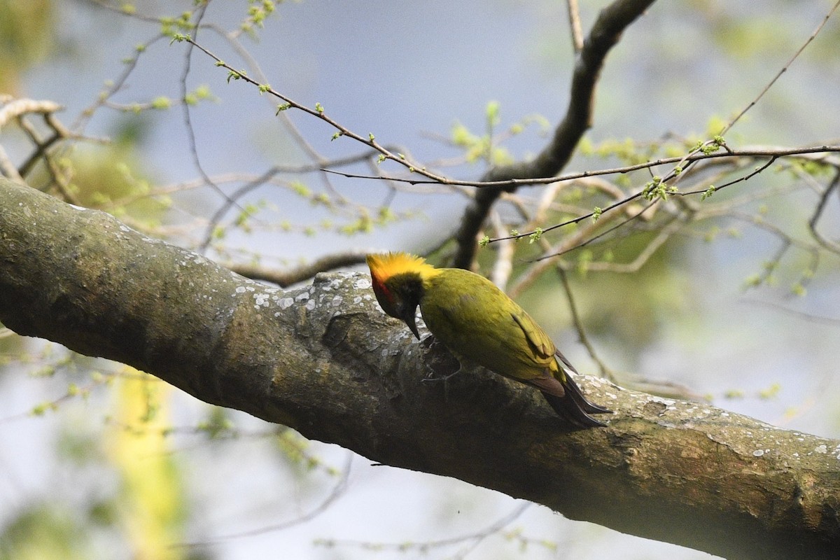 Greater Yellownape - Debankur  Biswas