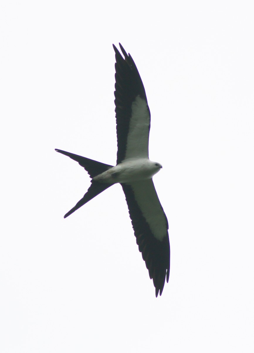 Swallow-tailed Kite - Lewis Grove