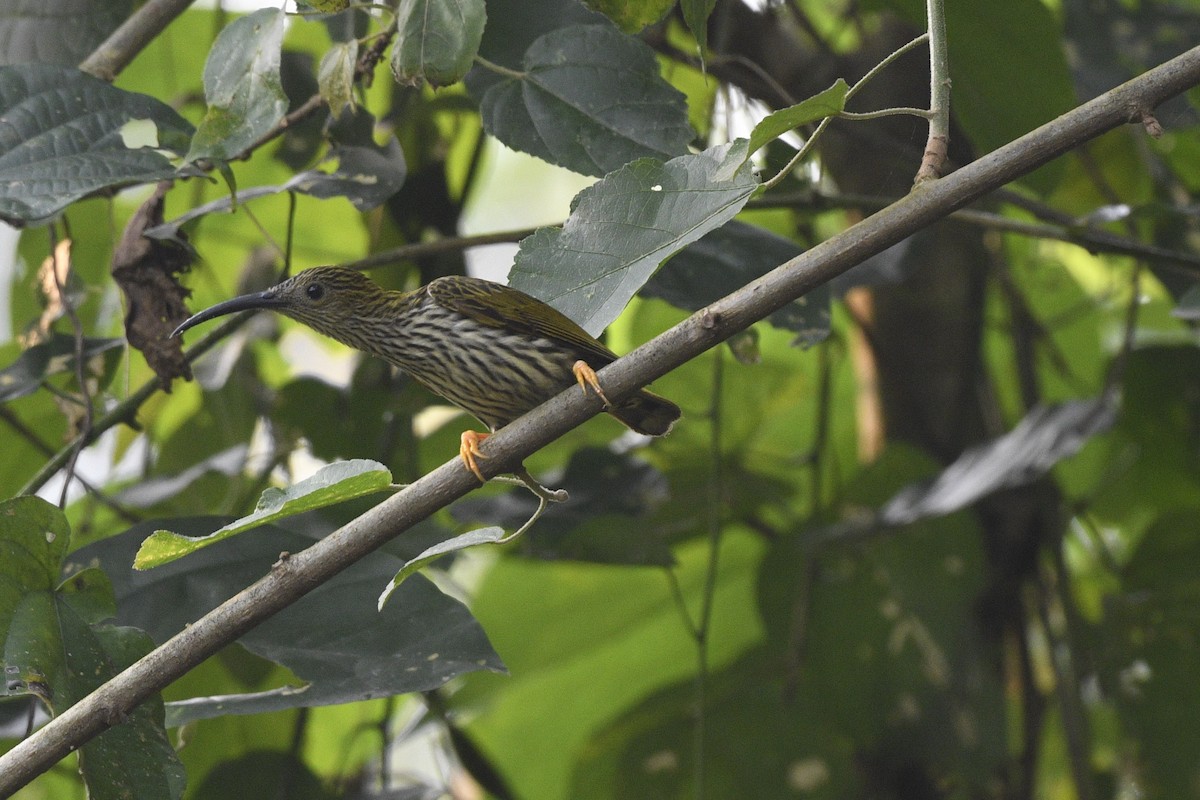 Streaked Spiderhunter - ML618889687