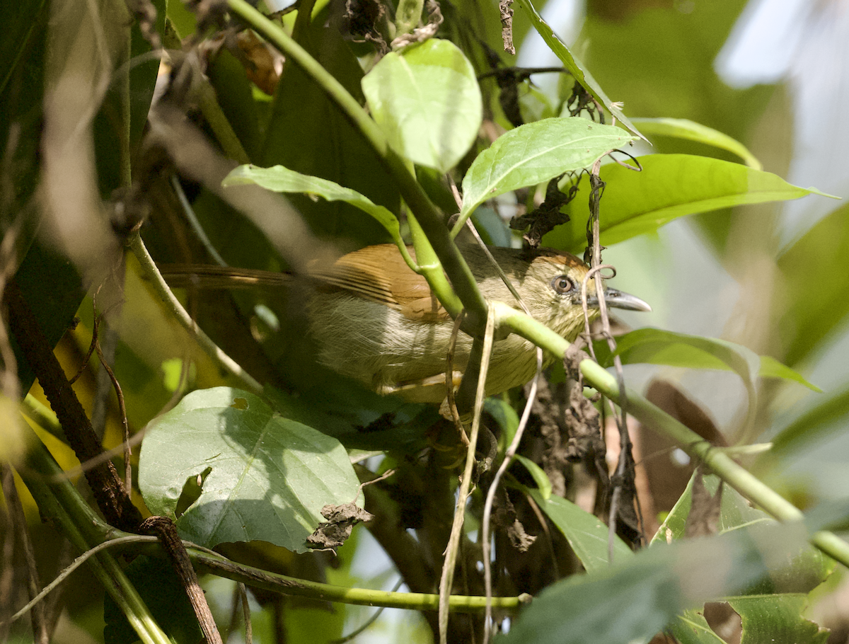 Pin-striped Tit-Babbler - Joseph Tobias