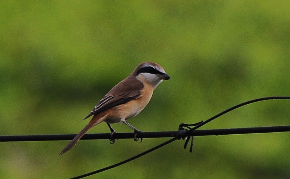 Brown Shrike - JOE M RAJA