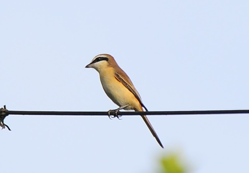 Brown Shrike - ML618889703