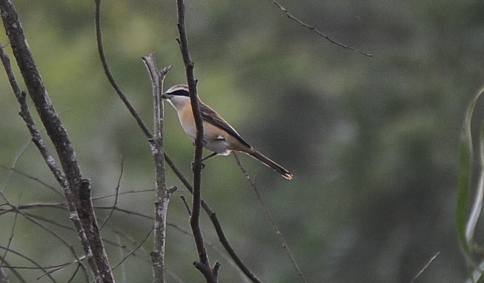 Brown Shrike - JOE M RAJA