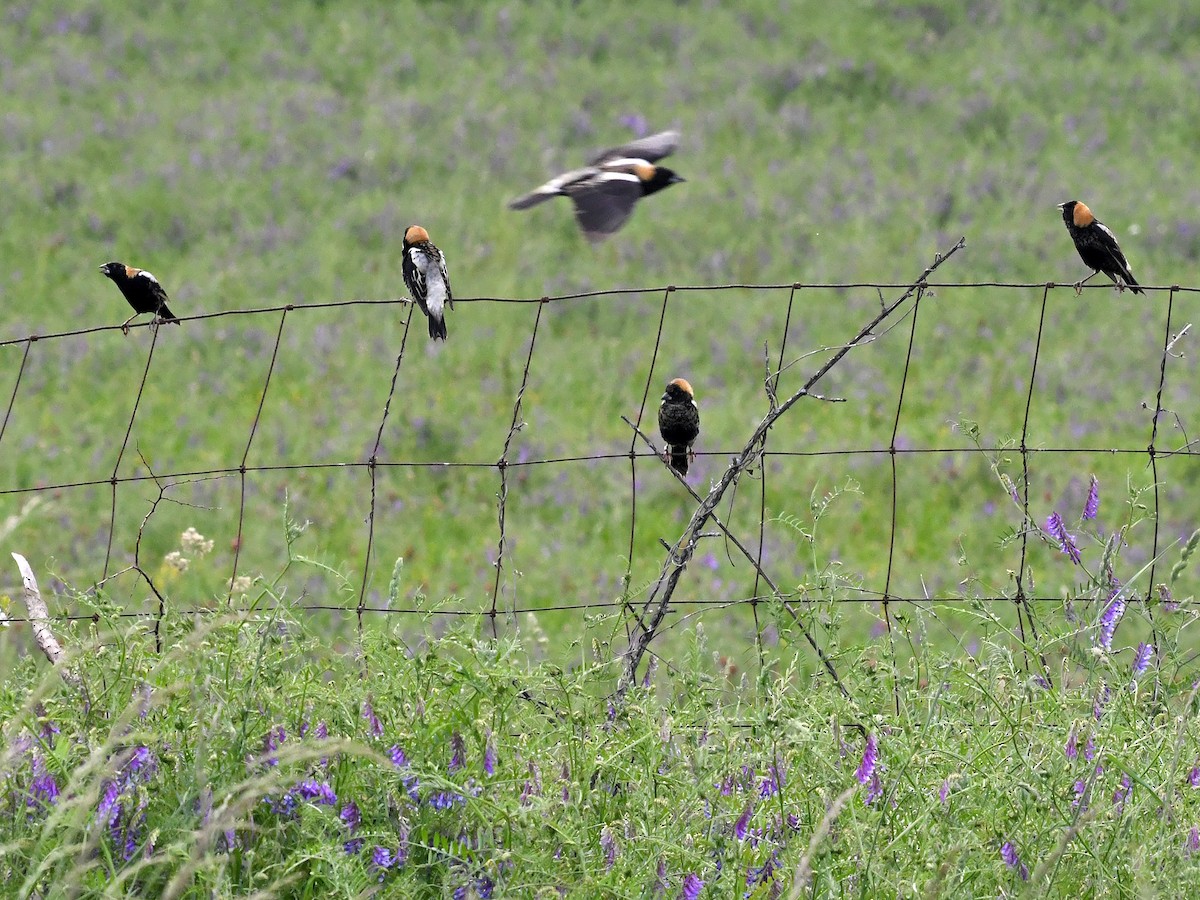 Bobolink - Joel McNeal