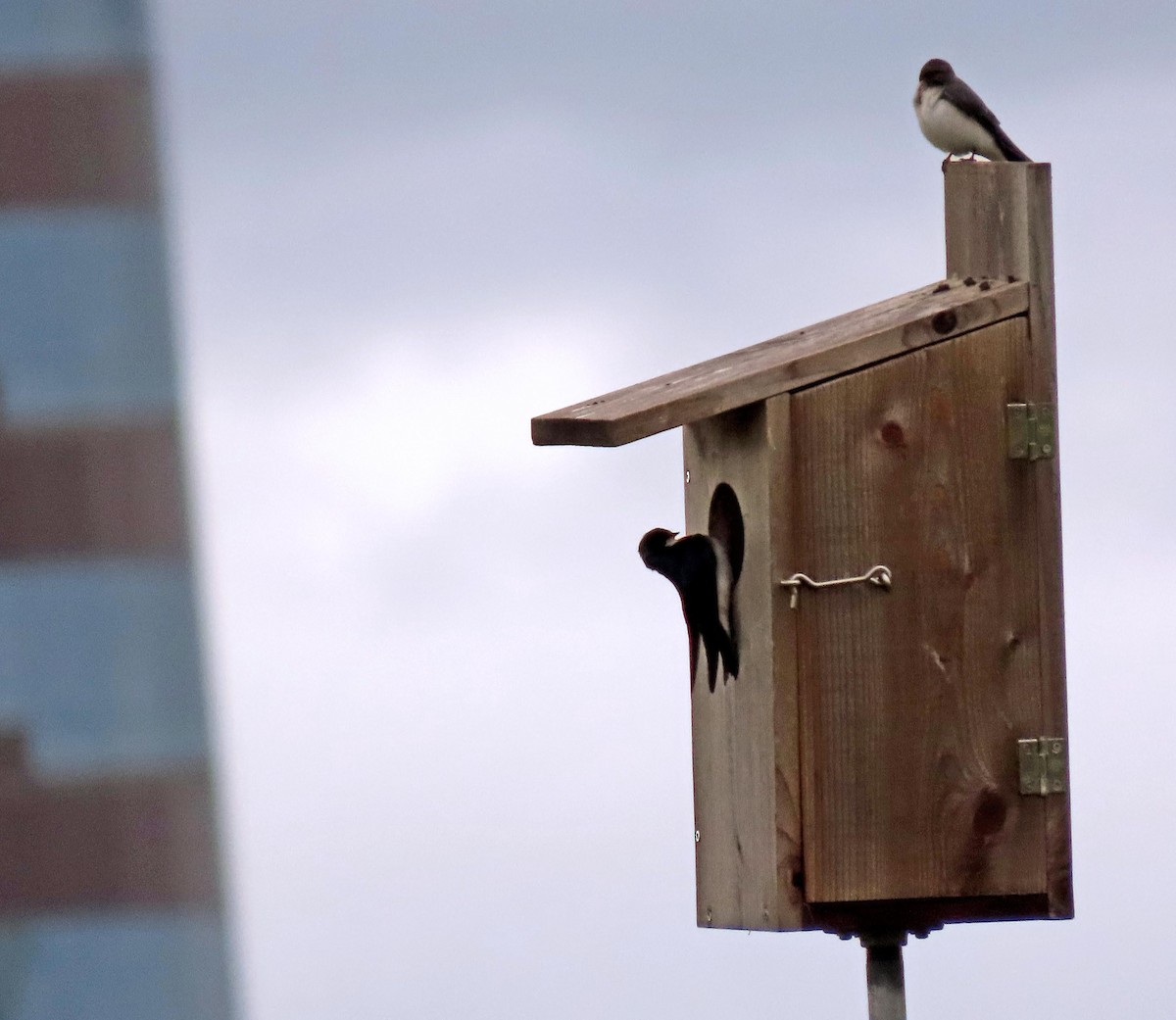 Tree Swallow - ML618889718