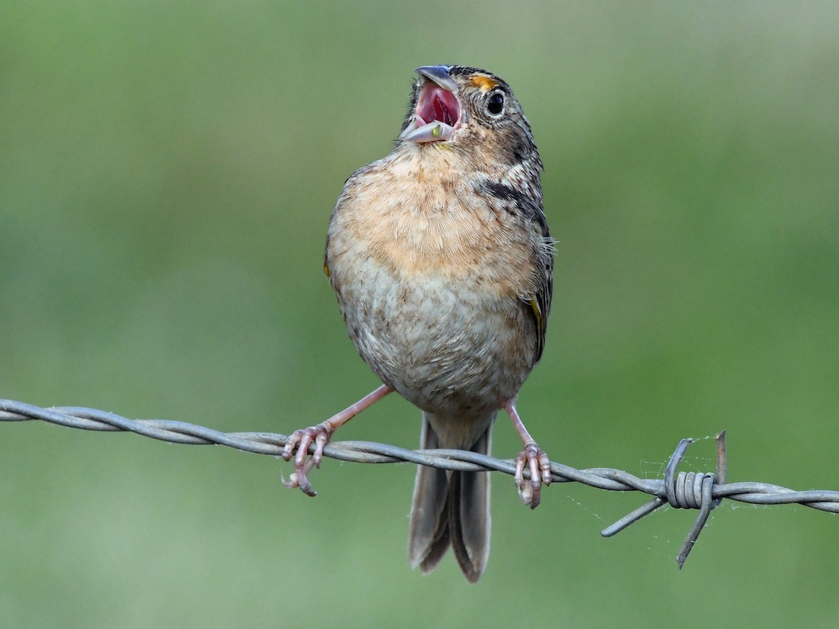 Grasshopper Sparrow - Joel McNeal