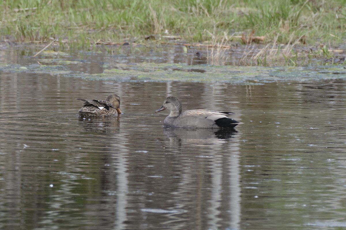 Gadwall - ML618889735