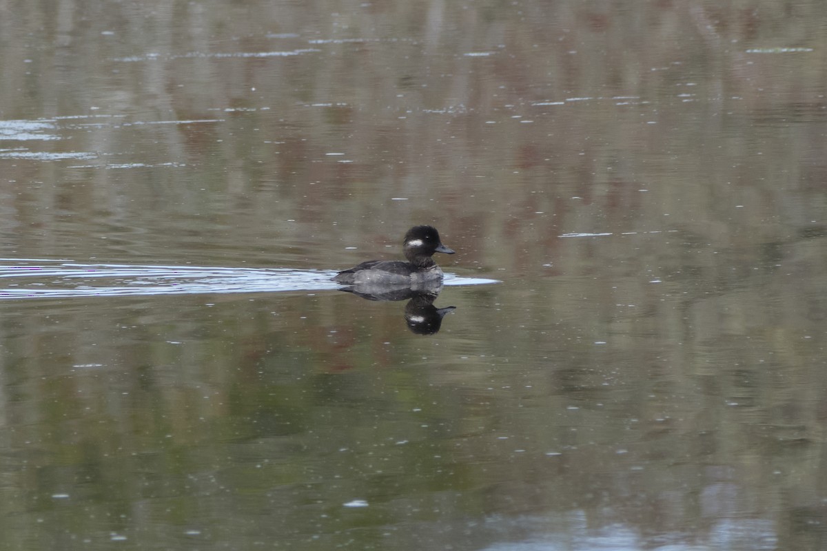 Bufflehead - Michael Kopel