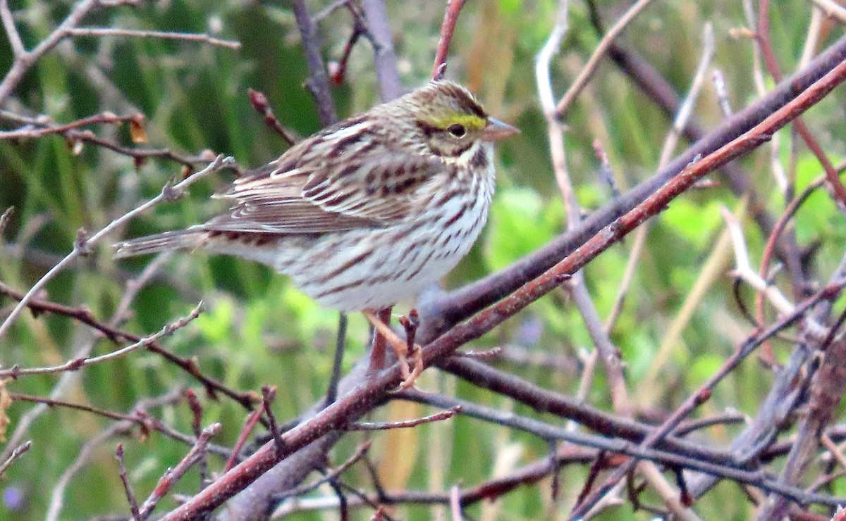 Savannah Sparrow - ML618889748