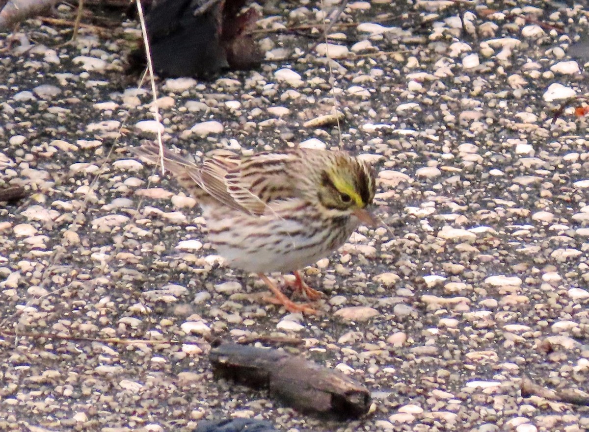 Savannah Sparrow - ML618889749