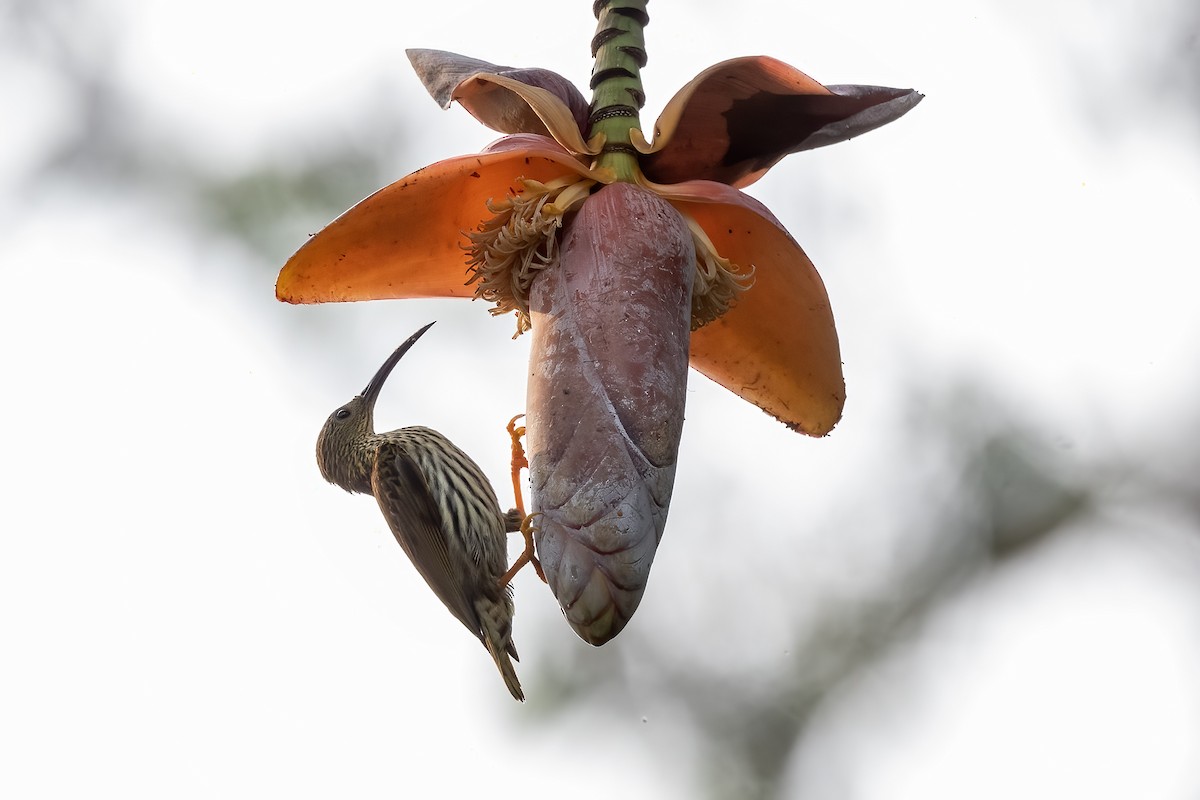 Streaked Spiderhunter - ML618889762