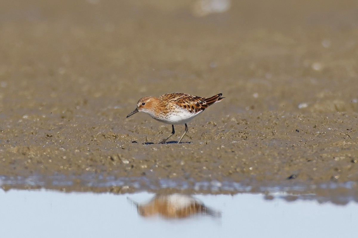 Little Stint - ML618889766