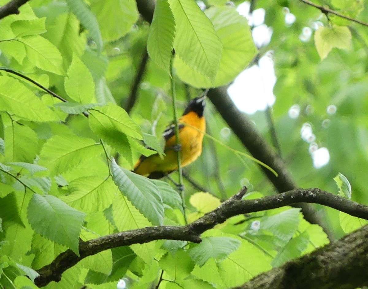 Baltimore Oriole - Andy Maslowski