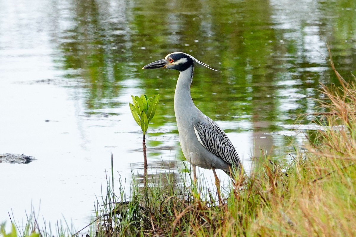 Yellow-crowned Night Heron - Kathy Doddridge