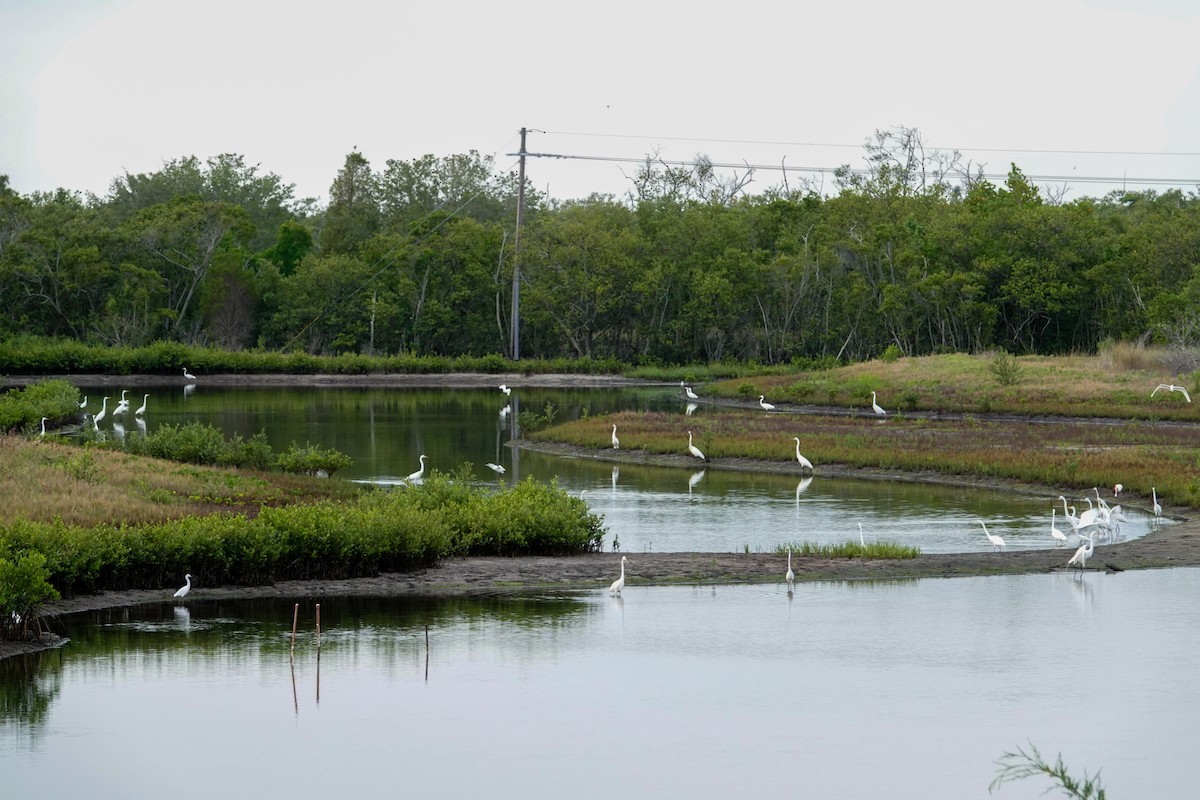 Great Egret - Kathy Doddridge