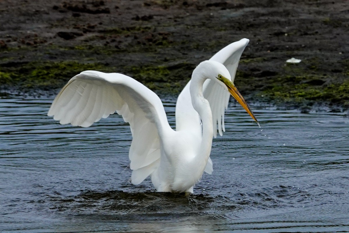 Great Egret - ML618889795